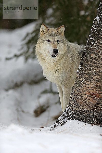 Algonquin-Wolf (Canis lupus lycaon)  erwachsen  im Winter  im Schnee  wachsam  Montana  Nordamerika  USA  Nordamerika