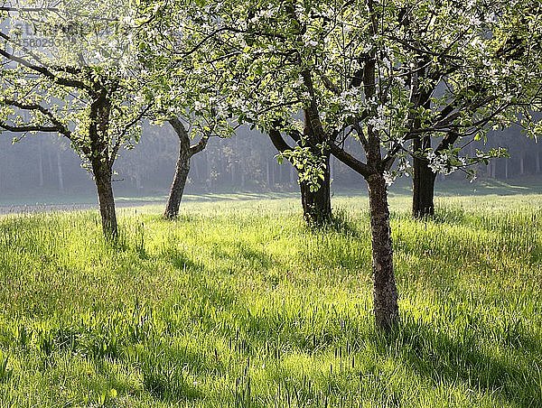 Streuobstwiese im Morgenlicht  Frühling  Obstbaumblüte  Oberbayern  Bayern  Deutschland  Europa