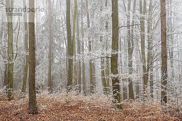 Mischwald mit von Raureif bedeckten Ästen im Nebel  Limbach  Burgenland  Österreich  Europa