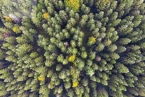 Herbstlicher Mischwald von oben  bei Krün  Drohnenaufnahme  Oberbayern  Bayern  Deutschland  Europa