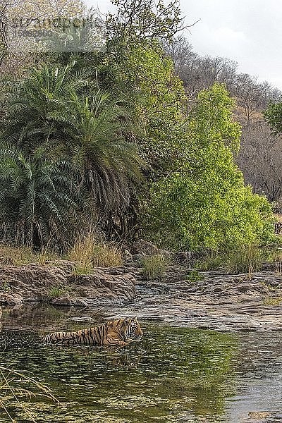 Wilder Tiger (Panthera tigris tigris)  der in grünem Wasser sitzt  um sich in den heißen Sommern abzukühlen  Ranthambore National Park  Rajasthan  Indien