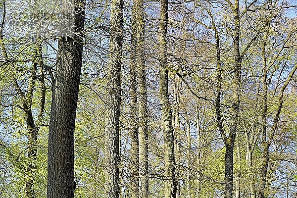 Rotbuchen (Fagus sylvatica) und Eichen (Quercus) mit frischen Blatttrieben  Nordrhein-Westfalen  Deutschland  Europa
