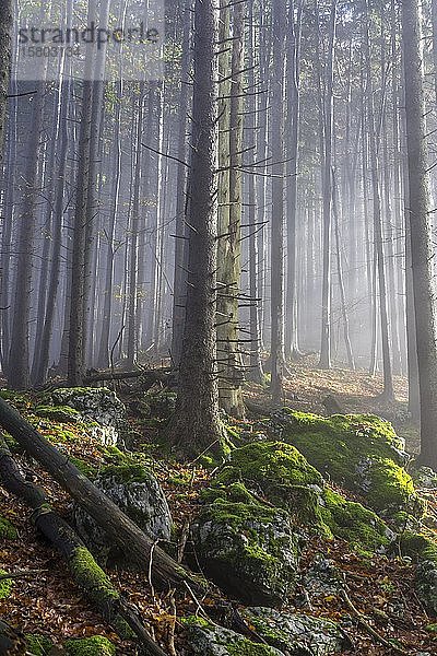 Nebel und Buchenwald  Aufstieg zum Lärlkogel  Traunkirchen  Oberösterreich  Österreich  Europa