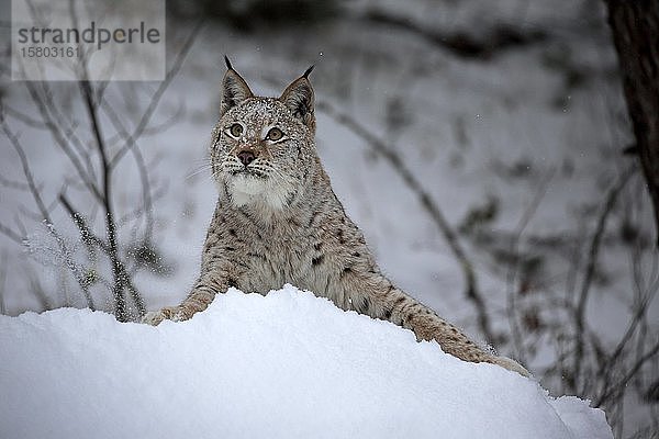 Eurasischer Luchs (Lynx lynx)  erwachsen  in Gefangenschaft  im Winter  im Schnee  Futtersuche  Montana  Nordamerika  USA  Nordamerika