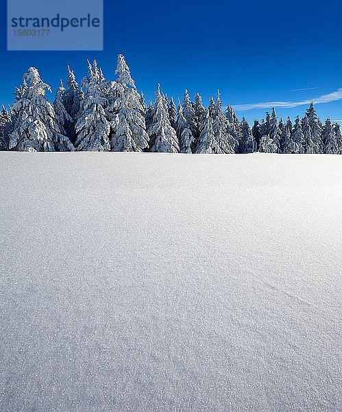 Verschneite Winterlandschaft am Fichtelberg  schneebedeckte Fichten  funkelnde Schneekristalle  bei Oberwiesenthal  Erzgebirge  Sachsen  Deutschland  Europa