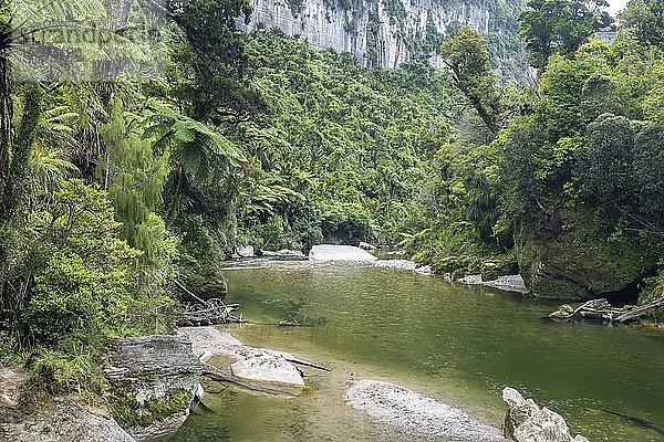 Pororari River  Pororari River Track  Punakaiki  Paparoa National Park  Westküste  Südinsel  Neuseeland  Ozeanien