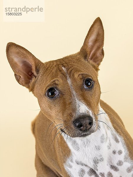 Basenji oder Kongo Terrier (Canis lupus familiaris)  weiblich  4 Jahre  rot-weiß  Tierportrait  Studioaufnahme  heller Hintergrund  Österreich  Europa