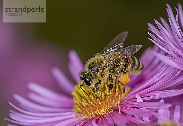 Honigbiene (Apis mellifera) auf Asterblüte (Aster)  Berndorf  Niederösterreich  Österreich  Europa