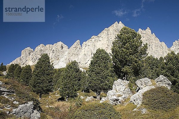 Zirbelkiefern (Pinus cembra) vor Bergen  Cirspitzen  Dolomiten  Südtirol  Italien  Europa