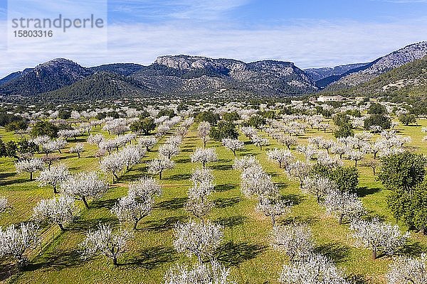 Mandelblüte  blühende Mandelbäume  Mandelplantage bei Bunyola  Serra de Tramuntana  Luftaufnahme  Mallorca  Balearische Inseln  Spanien  Europa
