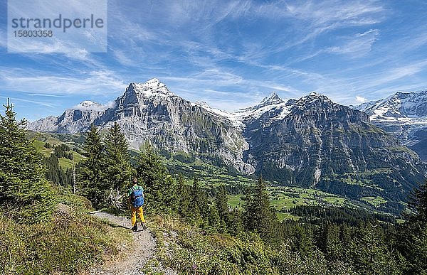Wanderer auf dem Wanderweg zum Bachalpsee  hinter schneebedecktem Wetterhorn und Schreckhorn  Grindelwald  Bern  Schweiz  Europa