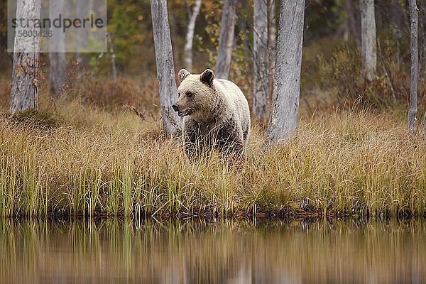 Braunbär (Ursus arctos)  Jungtier im Herbstwald der finnischen Taiga  Kainuu  Nordkarelien  Kuhmo  Finnland  Europa