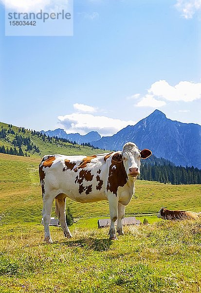 Almlandschaft  Kuh auf der Weide  Postalm  Salzkammergut  Bundesland Salzburg  Österreich  Europa