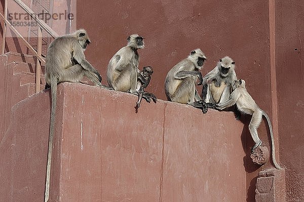 Graue Steppenlanguren (Semnopithecus entellus)  Tiergruppe auf einer Mauer sitzend  Ranthambhore National Park  Rajasthan  Indien  Asien