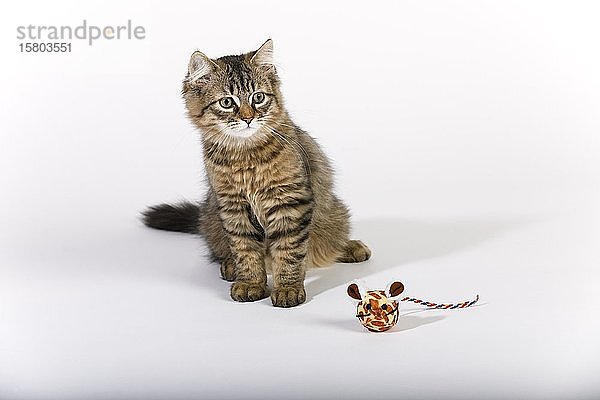 Maine Coon Katze (Felis silvestris catus)  Jungtier mit Spielzeugmaus  Deutschland  Europa