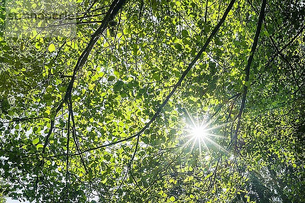 Blätter und Zweige im Rotbuchenwald (Fagus sylvatica) im Gegenlicht mit Sonnenstern  Hessen  Deutschland  Europa
