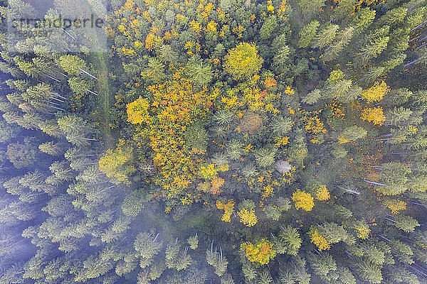 Herbstlicher Mischwald mit Nebelschwaden von oben  bei Krün  Drohnenaufnahme  Oberbayern  Bayern  Deutschland  Europa