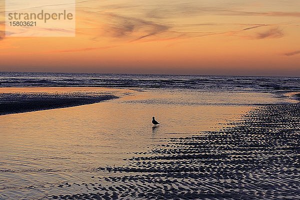 Sonnenuntergang bei Ebbe auf dem Wattenmeer  Insel Amrum  Nordsee  Nordfriesische Insel  Schleswig-Holstein  Deutschland  Europa