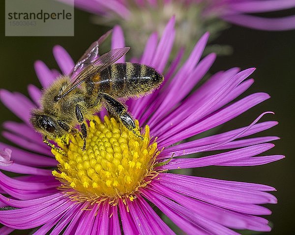 Honigbiene (Apis mellifera) auf Asterblüte (Aster)  Niederösterreich  Österreich  Europa
