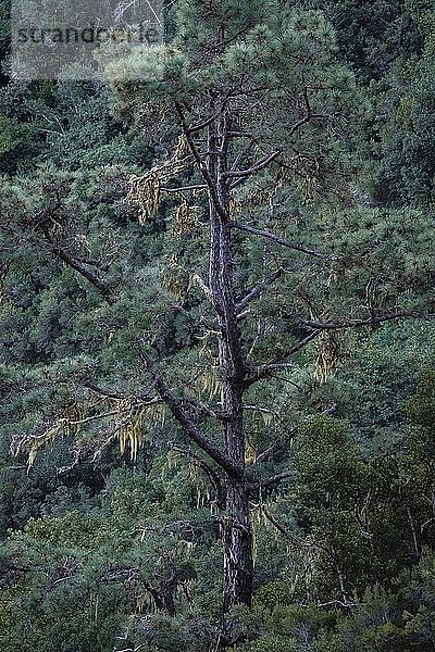 Detail eines Baumes in der Caldera de Taburiente  Nationalpark  La Palma  Kanarische Inseln  Kanarische Inseln  Spanien  Europa