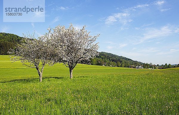 Agrarlandschaft mit blühenden Obstbäumen bei Mondsee  Mondseeland  Salzkammergut  Oberösterreich  Österreich  Europa