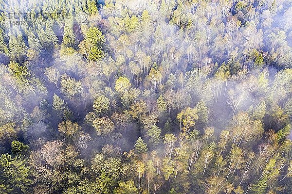 Nebelschwaden über herbstlichem Mischwald mit Birken und Fichten  bei Geretsried  Drohnenaufnahme  Oberbayern  Bayern  Deutschland  Europa