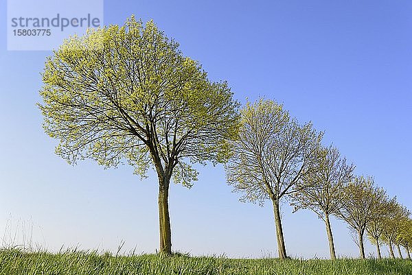 Ahorn (Acer)  Baumreihe im Frühling mit blauem Himmel  Blütezeit  Nordrhein-Westfalen  Deutschland  Europa
