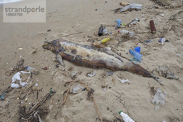 Ein toter Delfin  der an den Sandstrand gespült wurde  ist von Plastikmüll  Flaschen  Plastiktüten und anderem Plastikmüll umgeben  Plastikverschmutzung im Meer tötet Meerestiere  Schwarzes Meer  Odessa  Ukraine  Europa