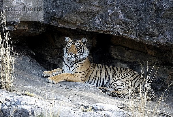 Bengalischer Tiger (Panthera tigris tigris)  Weibchen ruhend unter Felsen  Ranthambhore National Park  Rajasthan  Indien  Asien