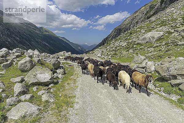 Schafherde  NP Hohe Tauern  Obersulzbachtal  Salzburg  Österreich  Europa