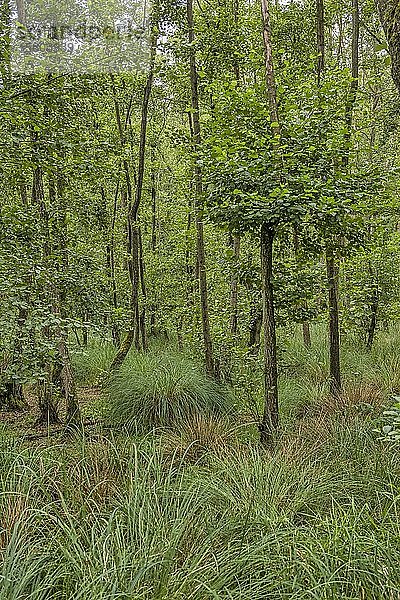Sommerlicher Auenwald mit Großer Sumpf-Segge (Carex paniculata) und Schwarzerle (Alnus glutinosa)  Mönchbruch  Rüsselsheim  Hessen  Deutschland  Europa