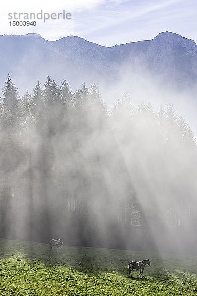 Pferd auf der Weide und Nebel auf der Hochsteinalm  Traunkirchen  Oberösterreich  Österreich  Europa