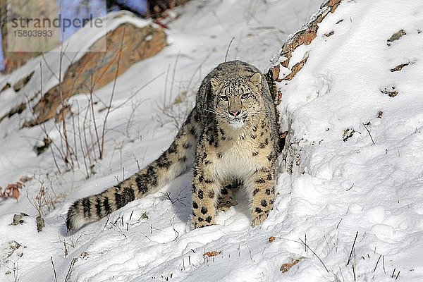 Schneeleopard (Panthera uncia)  erwachsen  in Gefangenschaft  im Winter  im Schnee  aufmerksam  Montana  Nordamerika  USA  Nordamerika