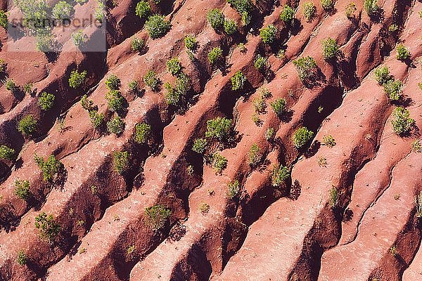 Terrassierter erodierter Berghang  Sträucher auf roter Erde  bei Agulo  Drohnenaufnahme  La Gomera  Kanarische Inseln  Spanien  Europa