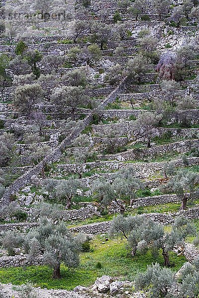 Olivenbäume  Terrassenbau  Olivenplantagen bei Caimari  Mallorca  Balearische Inseln  Spanien  Europa