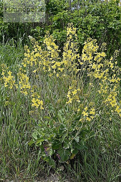 Helgoländer Klippenkraut (Brassica oleracea)  gelbe Blüten  endemisch auf Helgoland  Nordsee  Schleswig-Holstein  Deutschland  Europa