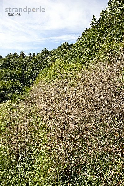 Hermelinfalter (Yponomeutidae) bedecken eine Schlehenhecke (Prunus spinosa) mit gesponnenem Garn  Hessen  Deutschland  Europa