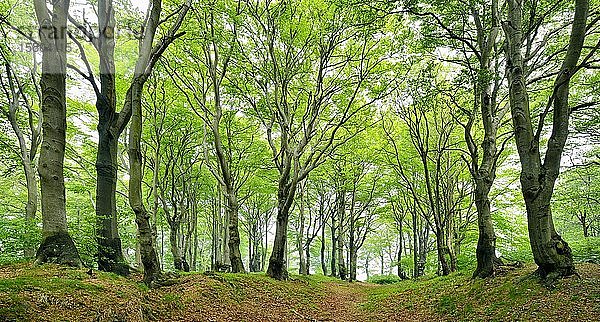Natürlicher Buchenwald (Fagus) mit knorrigen  überwucherten Bäumen im Frühling  Erzgebirge  Tschechische Republik  Europa