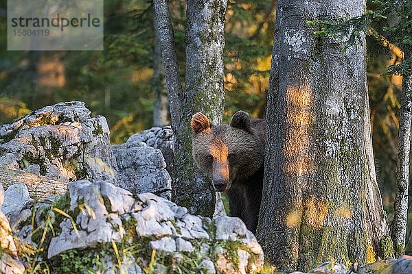 Europäischer Braunbär (Ursus arctos arctos) im Wald  neugieriger Blick  in freier Wildbahn  Region Notranjska  Dinarische Alpen  Slowenien  Europa