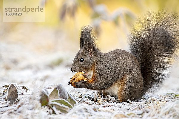 Rotes Eichhörnchen (Sciurus vulgaris)  sitzt auf dem Boden und frisst Walnüsse  Raureif  Tirol  Österreich  Europa