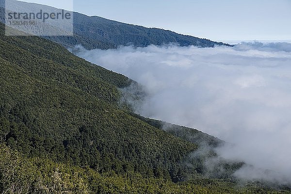 Wolkenwand an Bergregion  Kiefernwald  La Palma  Kanarische Inseln  Kanarische Inseln  Spanien  Europa