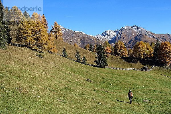 Frau in den Bergen  Lärchen (Larix) mit Herbstfärbung  Virgental  Zedlach  Matrei  Osttirol  Österreich  Europa