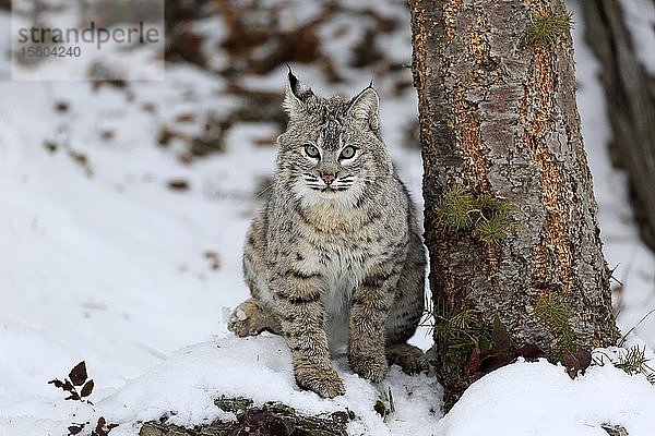 Bobcat (Lynx rufus)  erwachsen  im Winter  im Schnee  wachsam  in Gefangenschaft  Montana  Nordamerika  USA  Nordamerika