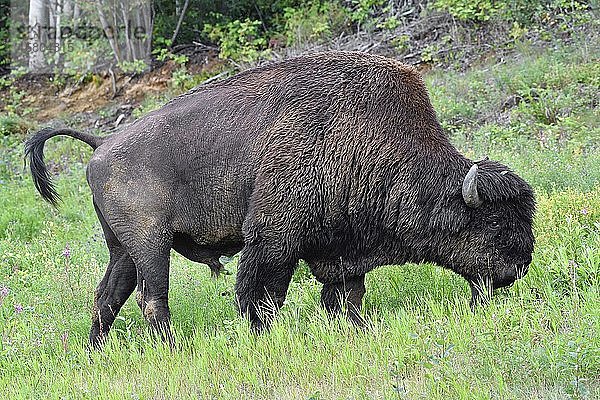 Nordamerikanischer Waldbison (Bison bison athabascae)  männlich  stehend im Gras  Liard Trail  Nordwest-Territorien  Kanada  Nordamerika