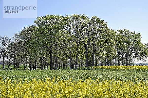 Rapsfeld mit Stieleichenwald (Quercus robur) dahinter  Niederrhein  Nordrhein-Westfalen  Deutschland  Europa