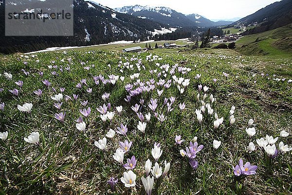 Krokusblüte (Crocus) in den Allgäuer Alpen  Balderschwang  Allgäu  Bayern  Deutschland  Europa