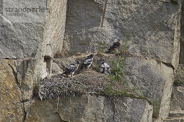 Wanderfalke  Horst mit Jungen (Falco peregrinus)  Wanderfalke  Nest mit Jungvögeln
