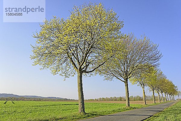 Ahorn (Acer)  Baumreihe im Frühling mit blauem Himmel  Blütezeit  Nordrhein-Westfalen  Deutschland  Europa