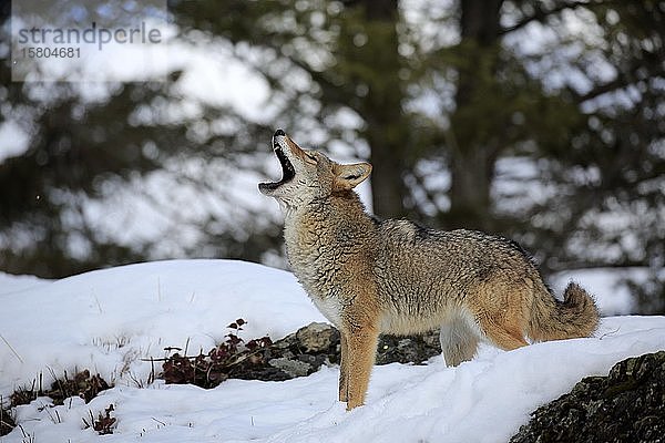 Kojote (Canis latrans)  erwachsen  im Winter  im Schnee  heulend  in Gefangenschaft  Montana  Nordamerika  USA  Nordamerika