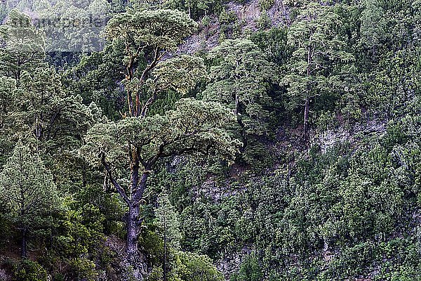Majestätische Kanarische Kiefer (Pinus canariensis)  La Palma  Kanarische Inseln  Spanien  Europa